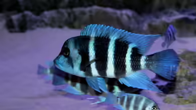 Cyphotilapia frontosa im Aquarium halten