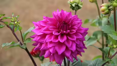 Dahlia pinnata im Garten pflanzen