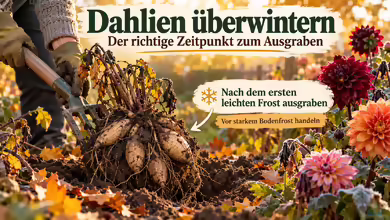 Dahlien überwintern: Der richtige Zeitpunkt zum Ausgraben