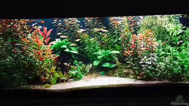 Danio- und Tetrabecken von Cookiemonster