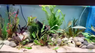 Danio-Tempel von NOWI1976