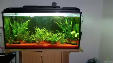 Dannys Aquarium von Danny Müller