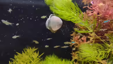 Daphnien: Wasserflöhe als wertvolles Lebendfutter im Aquarium