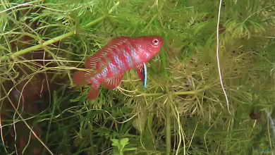 Dario Dario Nano von TinaMarie