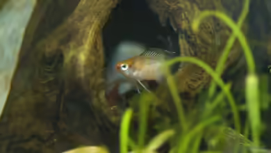 Darios World von Snubby