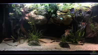 DARK ROOTS (aufgelöst) von der Steirer