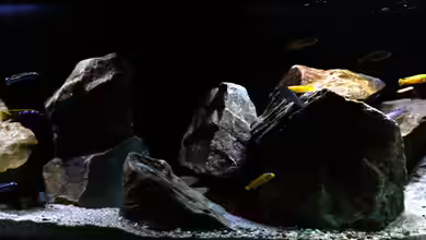 DarkStoneMbuna 2.0 von AjakAndi