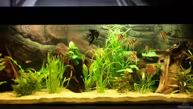 Das Flagschiff von schnapper