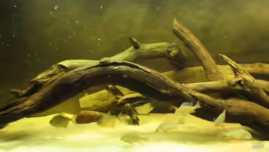 das große von Kaffeesatzleser