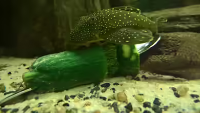 "das Große" von Ba Bu