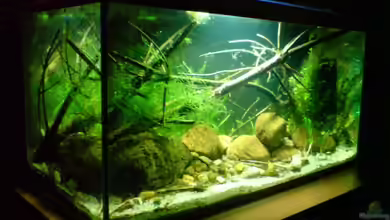 Das Grundelbecken von timme