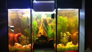 Das Hufeisen von GenesisEpoche