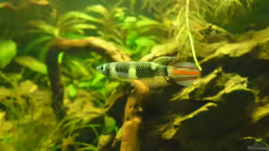 Das Kleine (Nur noch als Beispiel) von Ruppinho