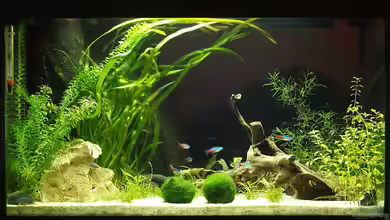 das kleine schw... grüne von rapid