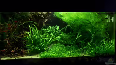 Das Kleinere von Plankton