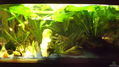 Das Koggenwasser von Max Utsch