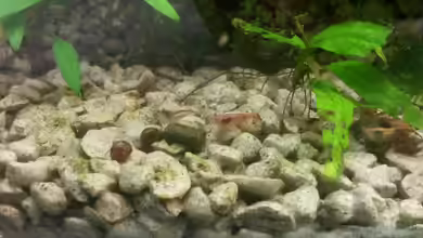 Das Laborbecken von ogra