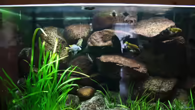 Das Malawibecken von timme