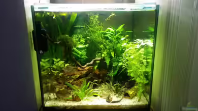 Das neue Fischsüppchen von Miss Kasimir