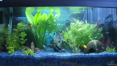 Das Reich der Entspannung! von DaVeyD