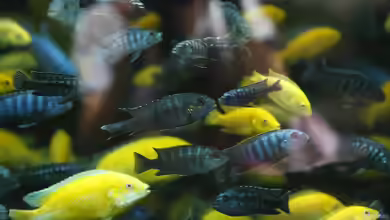 Das richtige Futter für Mbunas aus dem Malawisee