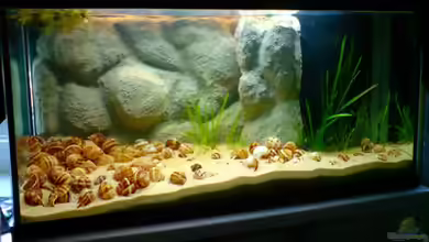 Das Tanganjikabecken von timme