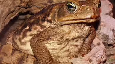 "Das Warzen-Chalet" von Cichliden-Kabuff