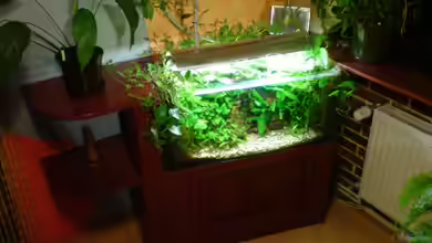 Das Wirbellosen- und Guppybecken von timme