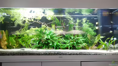 Das Zweite von links von schmitzkatze