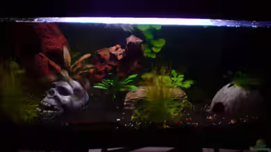 Dasy´s Neli-Becken 2 von Dasy