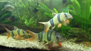 Dauerlaicher im Aquarium - Fortpflanzungsstrategie, Arten, Haltung und erfolgreiche Zucht