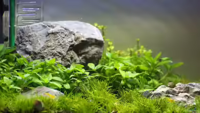 Death Valley von Trimmy