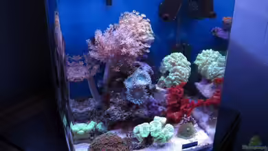 deep blue reef von garnelenhunter