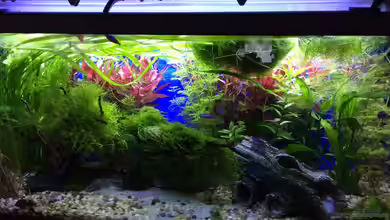 Deep Blue Sea von .Andreas.