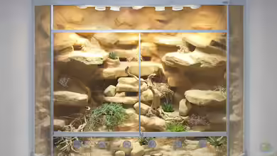 Delta-Terrarium für Goldkopf-Halsbandleguane von Hoppe-Terrarienbau