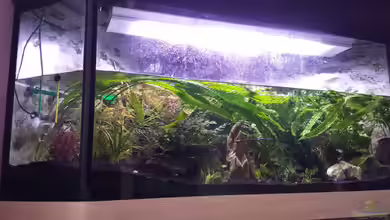 Deltabecken von genau so