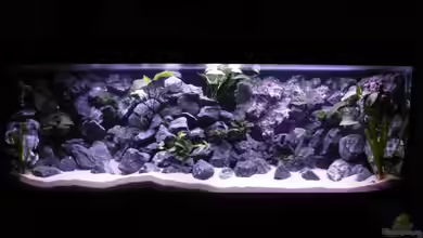 Demasoni Rocks - aufgelöst von EvilChicken