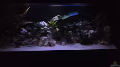 Demasoni´s Paradise von Mr. Malawi