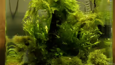 Dennerle 20er von Leinad78