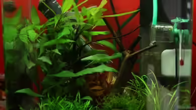 Dennerle Nano Cube 20 von Lea-Marie