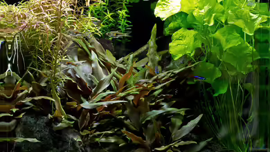 Dennerle Nano Cube 60 von Hans J