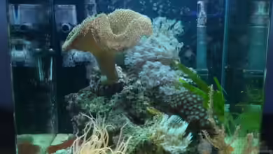 Dennerle Nano Marinus 30l von KingTritonBS