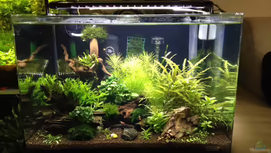 Dennerle Scapers Tank von Thainrinn