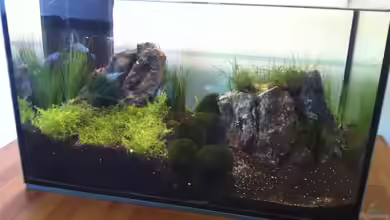 der 1. Aquascaping Versuch von mari