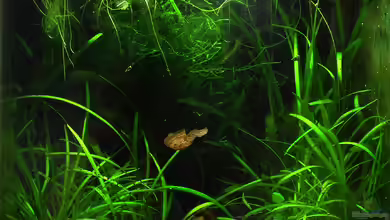 der 12347598. Starklicht-Versuch von Mario74