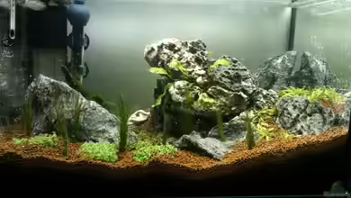 Der Berg ruft von Sailfish