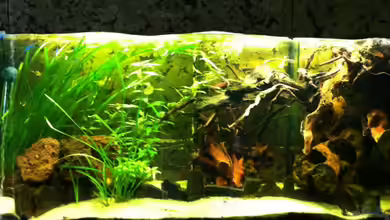 Der blaue Bock von ml69