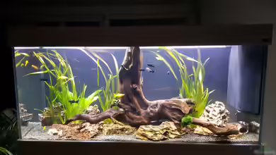 Der erste Streich - Molly Home von Nordlicht Ka