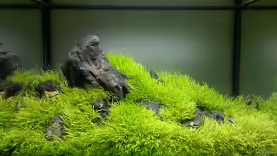 Der Fels von Marcel Reiter