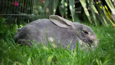 Der Garten als Spielraum - Tiere, Pflanzen und sichere Ecken für Kinder